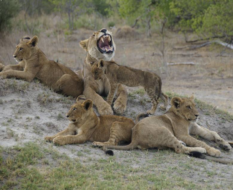 Lions on the Okavango